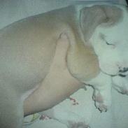 Amerikansk staffordshire terrier Tyson