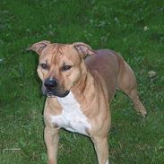 Amerikansk staffordshire terrier Samson