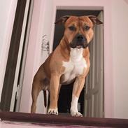 Amerikansk staffordshire terrier Samson