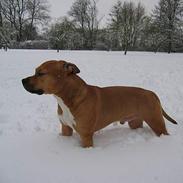 Amerikansk staffordshire terrier Samson