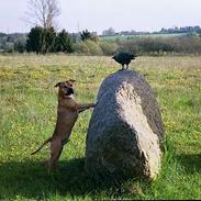 Amerikansk staffordshire terrier Samson