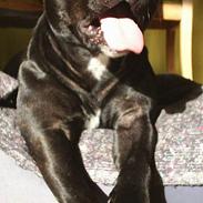 Staffordshire bull terrier Foxy