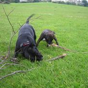 Staffordshire bull terrier Foxy