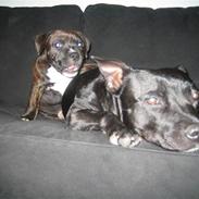 Staffordshire bull terrier Foxy
