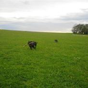 Staffordshire bull terrier Foxy