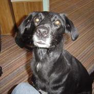 Blanding af racer Lady