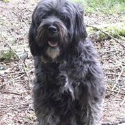 Tibetansk terrier Perle