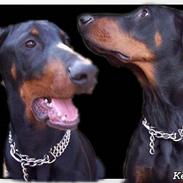 Dobermann **Kenzo** (Omplaceret)