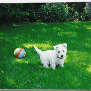 West highland white terrier Quark