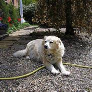 Blanding af racer Luna R.I.P 15/6.06 <3<3