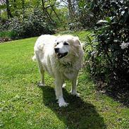 Blanding af racer Luna R.I.P 15/6.06 <3<3