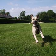 Amerikansk staffordshire terrier - Bailey 