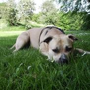 Amerikansk staffordshire terrier - Bailey 