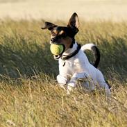 Dansk svensk gaardhund Riko