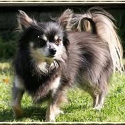 Chihuahua Lynet (Maxie 9år d.8 MAJ 2012 blev han