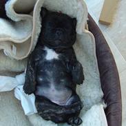 Fransk bulldog Chamarkild's Dothea <3