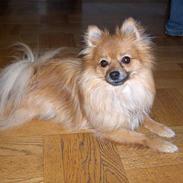 Pomeranian Kit  (betty)