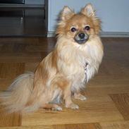 Pomeranian Kit (betty)