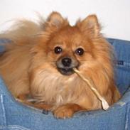 Pomeranian Kit  (betty)