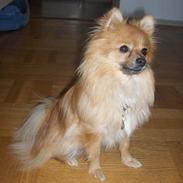 Pomeranian Kit (betty)