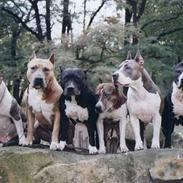 Amerikansk staffordshire terrier Blue R.I.P