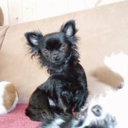 Chihuahua dina