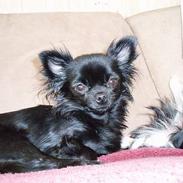 Chihuahua dina