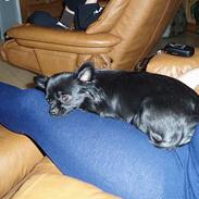 Chihuahua dina