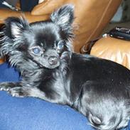 Chihuahua dina