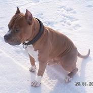 Amerikansk staffordshire terrier diesel (cerius) R.I.P