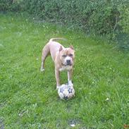 Amerikansk staffordshire terrier diesel (cerius) R.I.P
