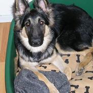 Schæferhund Brutus