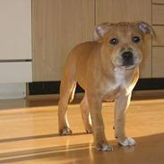 Staffordshire bull terrier ""(Engelsk) ""Gizmo""