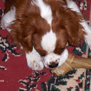 Cavalier king charles spaniel victor