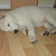 Hvid Schweizisk Hyrdehund Blondie of Trebons 