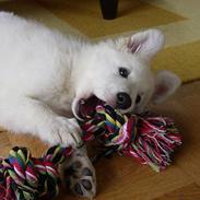 Hvid Schweizisk Hyrdehund Blondie of Trebons 