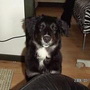 Blanding af racer Goldenretriver & shephert