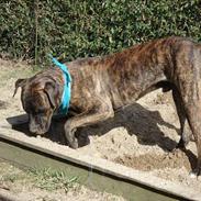 Amerikansk bulldog Buster