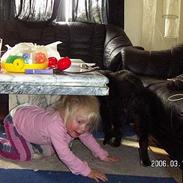 Blanding af racer Goldenretriver & shephert