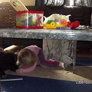 Blanding af racer Goldenretriver & shephert