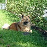 Islandsk fårehund Aa.skyggi R.I.P 2017.