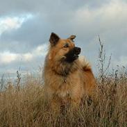 Islandsk fårehund Aa.skyggi R.I.P 2017.