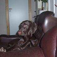 Blanding af racer Athene R.I.P :0(
