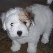 Coton de tulear Uniq Coton Vicktor 