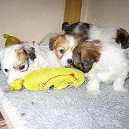 Coton de tulear Uniq Coton Vicktor