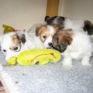 Coton de tulear Uniq Coton Vicktor 