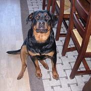 Rottweiler Mikki 