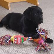 Labrador retriever Max