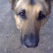 Schæferhund Bamse