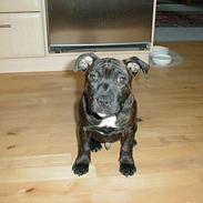 Staffordshire bull terrier Max